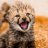 CheetahsOlathe